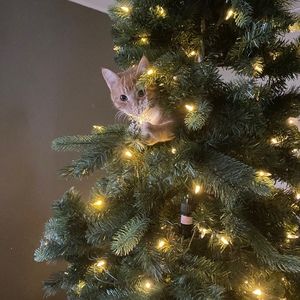 Meet your Posher, Chivis